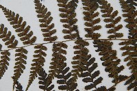 川上氏雙蓋蕨藏品圖，第3張