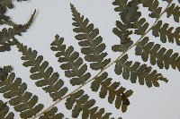 川上氏雙蓋蕨藏品圖，第3張