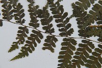 川上氏雙蓋蕨藏品圖，第4張