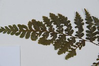 川上氏雙蓋蕨藏品圖，第5張