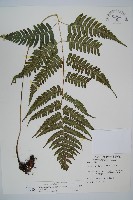 廣葉深山雙蓋蕨藏品圖，第1張