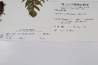 廣葉深山雙蓋蕨藏品圖，第2張