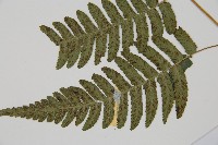 廣葉深山雙蓋蕨藏品圖，第3張