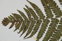 廣葉深山雙蓋蕨藏品圖，第4張