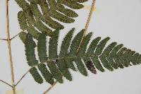 廣葉深山雙蓋蕨藏品圖，第5張