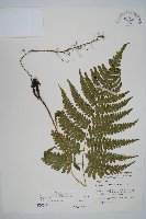 廣葉深山雙蓋蕨藏品圖，第1張