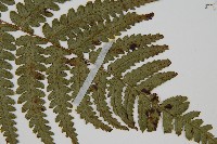 廣葉深山雙蓋蕨藏品圖，第3張