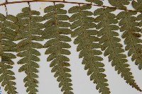 廣葉深山雙蓋蕨藏品圖，第4張