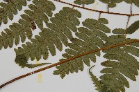 廣葉深山雙蓋蕨藏品圖，第5張