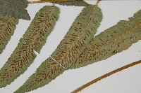 深山雙蓋蕨藏品圖，第3張