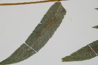 深山雙蓋蕨藏品圖，第5張