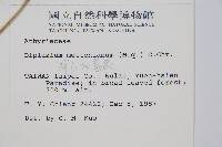 深山雙蓋蕨藏品圖，第2張