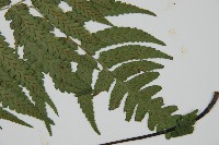 深山雙蓋蕨藏品圖，第3張