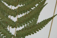 深山雙蓋蕨藏品圖，第4張