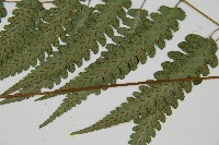 深山雙蓋蕨藏品圖，第5張