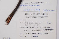 奄美雙蓋蕨藏品圖，第2張