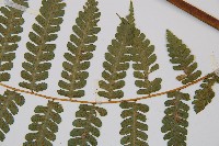 奄美雙蓋蕨藏品圖，第3張