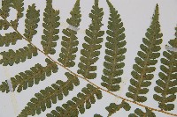 奄美雙蓋蕨藏品圖，第4張