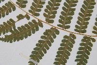 奄美雙蓋蕨藏品圖，第5張