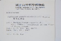 擬德氏雙蓋蕨藏品圖，第2張