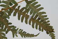 擬德氏雙蓋蕨藏品圖，第3張