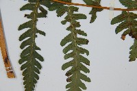 擬德氏雙蓋蕨藏品圖，第4張