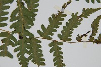 擬德氏雙蓋蕨藏品圖，第5張