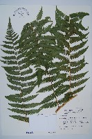 擬德氏雙蓋蕨藏品圖，第1張