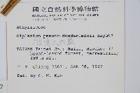 擬德氏雙蓋蕨藏品圖，第2張