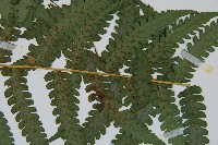 擬德氏雙蓋蕨藏品圖，第3張