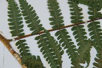 擬德氏雙蓋蕨藏品圖，第4張