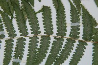 擬德氏雙蓋蕨藏品圖，第5張