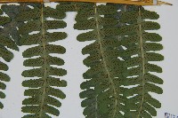 擬德氏雙蓋蕨藏品圖，第3張