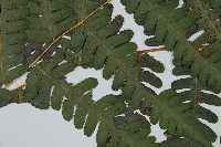 擬德氏雙蓋蕨藏品圖，第4張