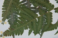 擬德氏雙蓋蕨藏品圖，第5張