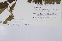 德氏雙蓋蕨藏品圖，第2張