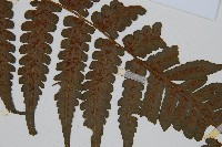 德氏雙蓋蕨藏品圖，第3張