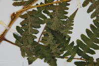 擬德氏雙蓋蕨藏品圖，第5張