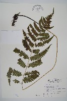 廣葉深山雙蓋蕨藏品圖，第1張