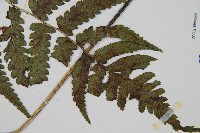 廣葉深山雙蓋蕨藏品圖，第3張