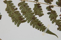 廣葉深山雙蓋蕨藏品圖，第4張