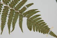 廣葉深山雙蓋蕨藏品圖，第3張