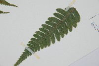 廣葉深山雙蓋蕨藏品圖，第4張