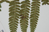 廣葉深山雙蓋蕨藏品圖，第5張