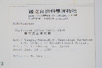 廣葉深山雙蓋蕨藏品圖，第2張