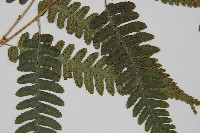 廣葉深山雙蓋蕨藏品圖，第3張