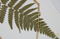 廣葉深山雙蓋蕨藏品圖，第4張