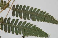 廣葉深山雙蓋蕨藏品圖，第5張