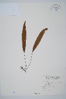 單葉雙蓋蕨藏品圖，第1張