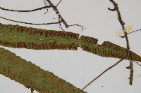 單葉雙蓋蕨藏品圖，第3張